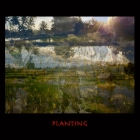 planting